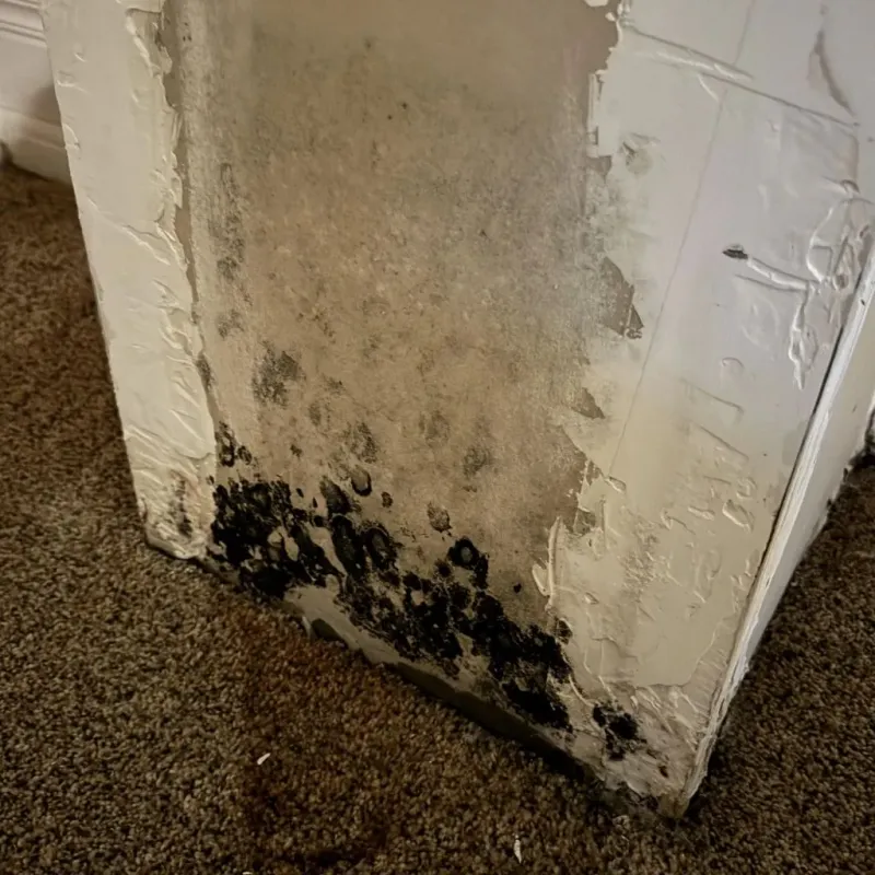 Professional Mold Removal in Strasburg, VA